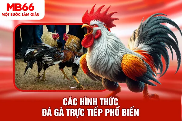 Các hình thức đá gà trực tiếp phổ biến