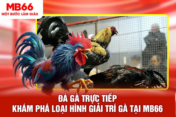 Đá Gà Trực Tiếp - Khám Phá Loại Hình Giải Trí Gà Tại MB66