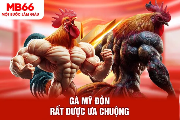 Gà Mỹ đòn rất được ưa chuộng