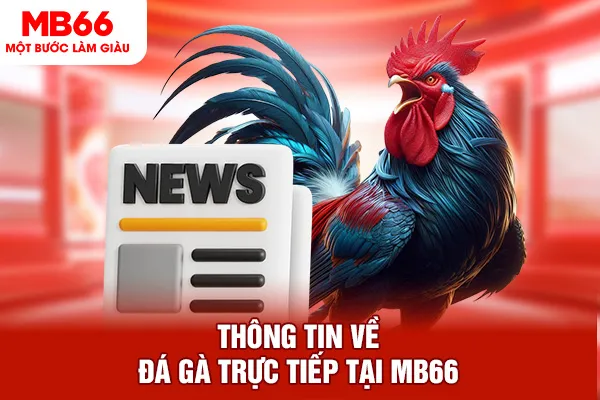 Thông tin về đá gà trực tiếp tại MB66