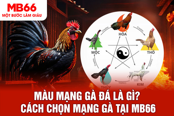 Màu Mạng Gà Đá Là Gì? Cách Chọn Mạng Gà Tại MB66